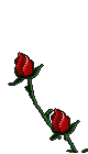Des roses